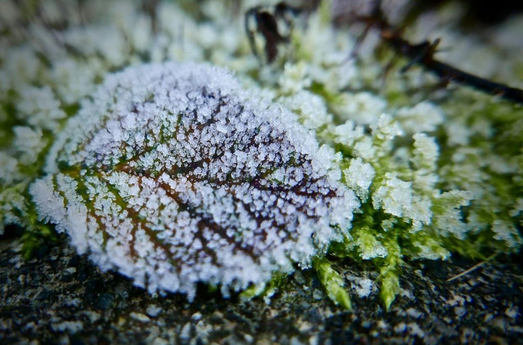 The Importance of Garden Maintenance During Winter