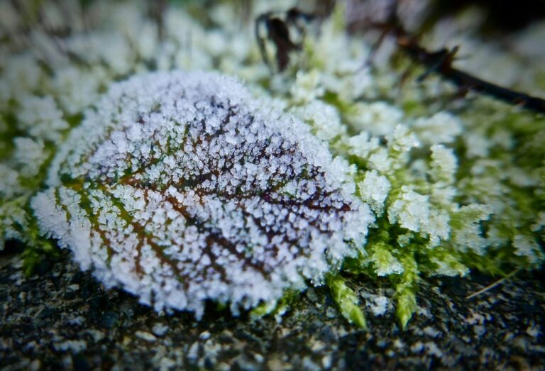 The Importance of Garden Maintenance During Winter