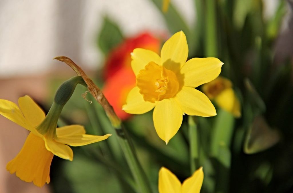 Celebrating Winter’s End and Planting Seeds for March!