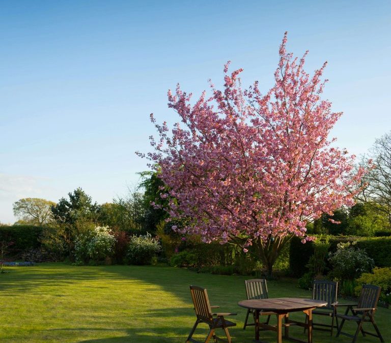 Summer Lawn Care Tips for a Lush, Green Garden