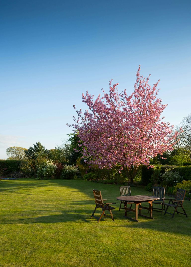 Summer Lawn Care Tips for a Lush, Green Garden