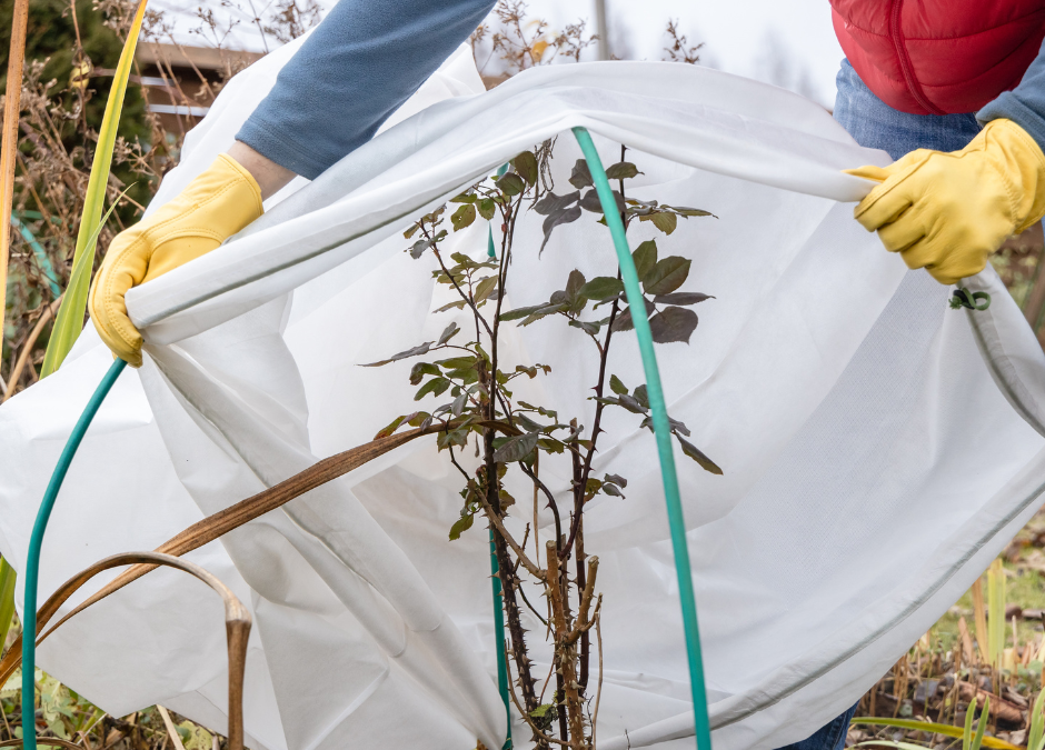 Winter Landscaping Myths Busted