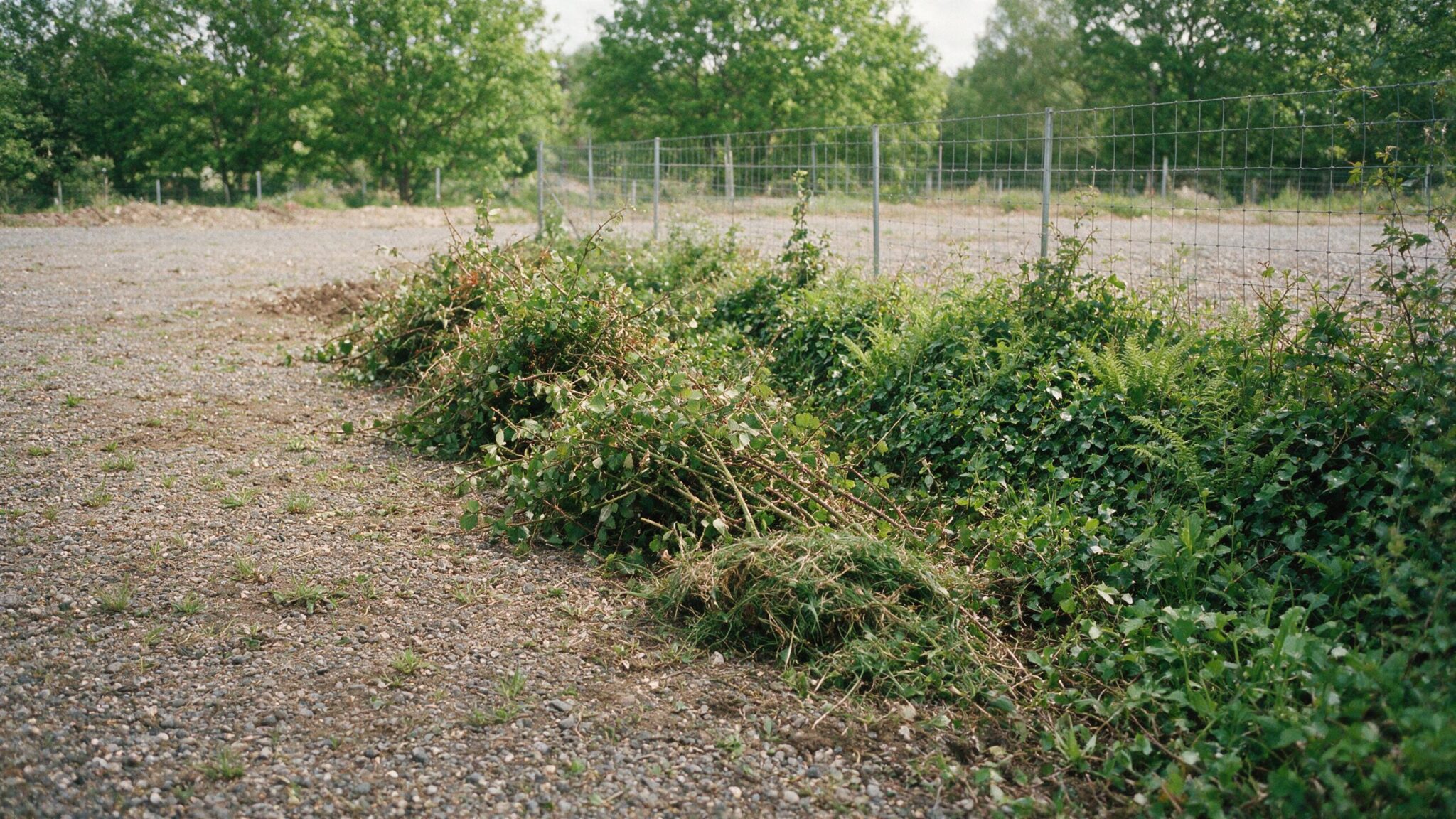 Cleared boundary vegetation on a commercial site in Worcestershire